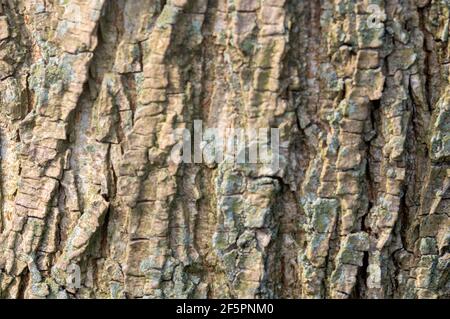Ulmus Lobel Tree At De Nieuwe Ooster At Amsterdam The Niederlande 26-3-2021 Stockfoto
