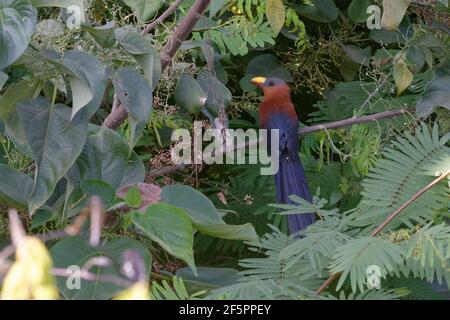 Gelbschnabelmalkoha (Rhamphococcyx calyorhynchus) - Sulawesi-Insel, Indonesien Stockfoto