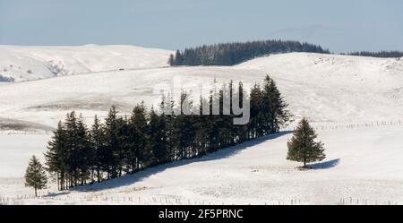 Firs im Winter auf Cezallier Plateau, Regionale Naturpark der Vulkane d'Auvergne, Cezallier, Puy de Dome, Frankreich, Europa Stockfoto