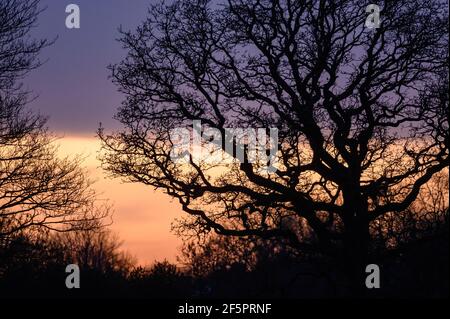 Skyline und Wald am Abend neben RHS Bridgewater Garden Worsley Stockfoto