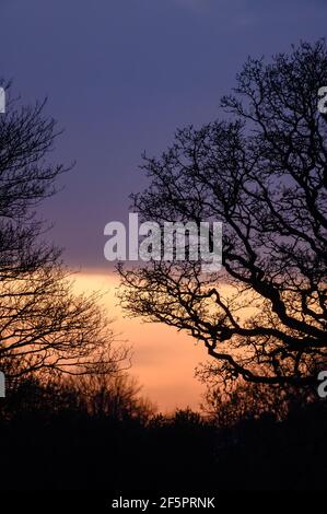 Skyline und Wald am Abend neben RHS Bridgewater Garden Worsley Stockfoto