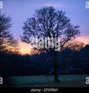 Skyline und Wald am Abend neben RHS Bridgewater Garden Worsley Stockfoto