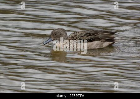 Anden-Teal (Anas andium) in der Provinz Cotopaxi, Ecuador Stockfoto