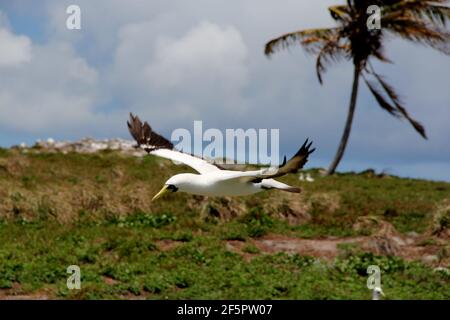 caravelas, bahia / brasilien - 22. oktober 2012: Vogelatoba wird auf einer Insel im Parque Marinho dos Abrolhos im Süden Bahia gesehen. Stockfoto