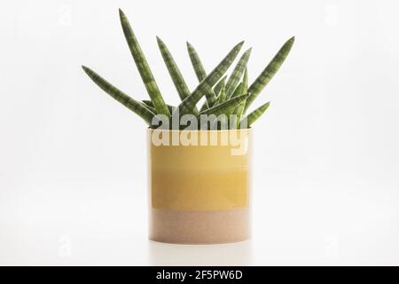 Eine angolanische Sansevieria cylindrica (Dracaena angolensis) oder zylindrische Schlangenpflanze, afrikanischer Speer oder Speer sansevieria, sorgt für einen dekorativen Sukkulum Stockfoto