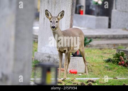 Wien, Österreich. Wildtiere auf dem Wiener Zentralfriedhof. Rotwild (Capreolus capreolus). Stockfoto