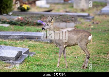 Wien, Österreich. Wildtiere auf dem Wiener Zentralfriedhof. Rotwild (Capreolus capreolus). Stockfoto