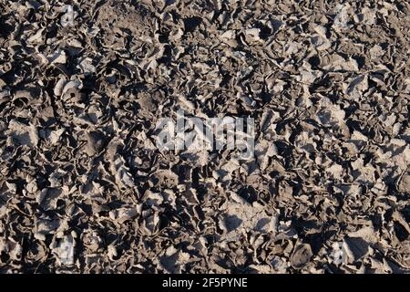 Der Boden eines ausgetrockneten Reservoirs. Gebrochener Boden. Dürre. Rauer natürlicher Hintergrund. Stockfoto