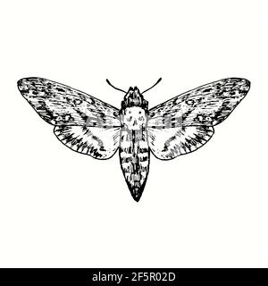 Der Todeskopf-Falkmotte (Acherontia atropos, Acherontia styx, Acherontia lachesis) Vorderansicht. Tusche schwarz-weiße Doodle Zeichnung im Holzschnitt-Stil. Stockfoto