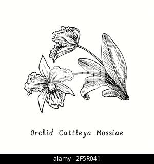 Orchidee Cattleya Mossiae blüht auf Stiel mit Blättern. Tusche schwarz-weiße Doodle Zeichnung im Holzschnitt-Stil. Stockfoto