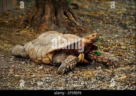 Eine Riesenlandschildkröte beim Essen. Stockfoto