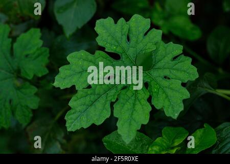 Bittere Kürbisfrüchte, Blüten und Blätter im Sonnenlicht. Bittere Kürbisfarm, Balsamapfel, Balsambirne, Bittergurke, Bittermelone. Stockfoto