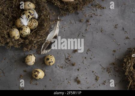 Konzeptuelles Stillleben mit Wachteleiern im Nest über dunklem Hintergrund Stockfoto