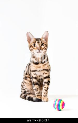 Niedliche bengal Kätzchen sitzt auf weißem Hintergrund mit Spielzeug Ball Stockfoto