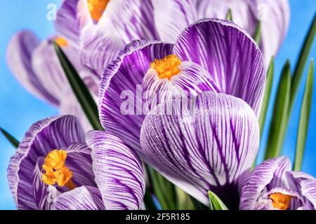 Das Geheimnis des Krokus, gestreifte Krokusse vor blauem Hintergrund Stockfoto