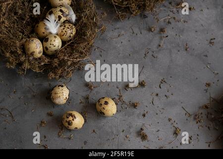 Konzeptuelles Stillleben mit Wachteleiern im Nest über dunklem Hintergrund Stockfoto