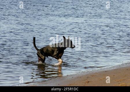 salvador, bahia / brasilien - 25. februar 2011: Hund ist am Strand Sand in der Stadt Salvador gesehen. *** Ortsüberschrift *** . Stockfoto