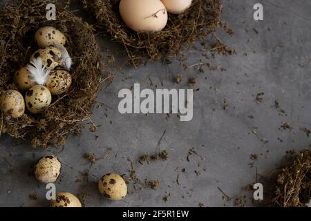 Konzeptuelles Stillleben mit Wachteln und Hühnereiern im Nest Dunkler Hintergrund Stockfoto