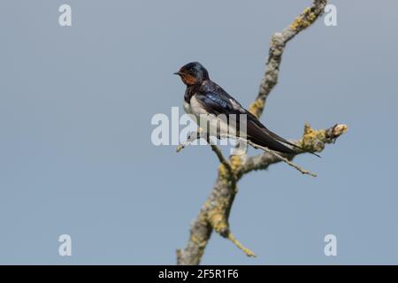 Stallschwalbe sitzt auf einem Ast mit einem blauen Himmel als Hintergrund, fotografiert im Oostvaardersplassen. Stockfoto