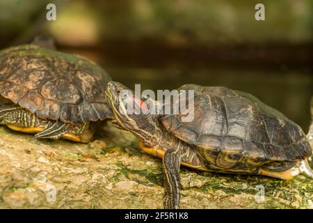 Zwei Schildkröten sitzen auf einem Stein in einem künstlichen Teich. Bewohner des Botanischen Gartens Stockfoto
