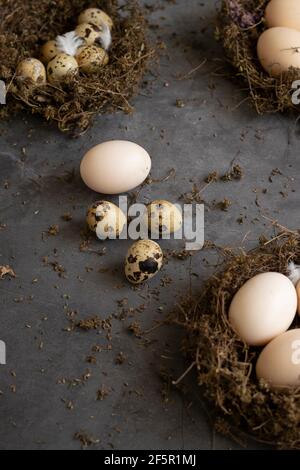 Konzeptuelles Stillleben mit Wachteln und Hühnereiern im Nest Dunkler Hintergrund Stockfoto