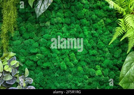 Vertikaler Garten Hintergrund, grünes Moos im Büro oder zu Hause Interieur für Tapeten. Natürliche Pflanzen Textur an der Wand, schöne Einrichtung im modernen Haus. Stockfoto