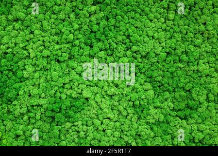 Mooshintergrund und Tapete, grünes Rentier-Moos an der Innenwand des Büros. Vertikaler Garten als Heim Inneneinrichtung, Flechtenpflanzen Textur und abstrakt Stockfoto