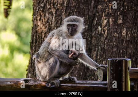 Meerkatze in Südafrika Stockfoto