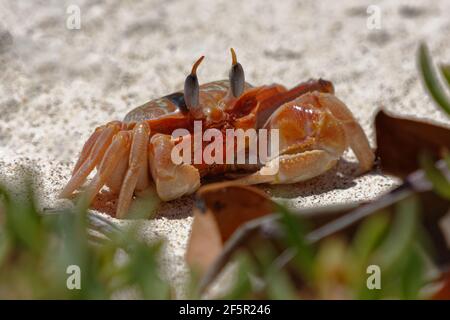 Gemalte Geisterkrabbe oder Kart-Treiber-Krabbe (Ocypode gaudichaudii) in Galapagos-Inseln, Ecuador Stockfoto