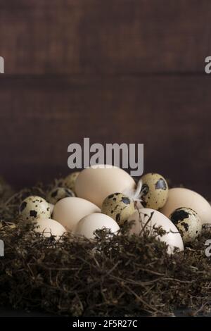 Konzeptuelles Stillleben mit Wachteln und Hühnereiern im Nest Dunkler Hintergrund Stockfoto