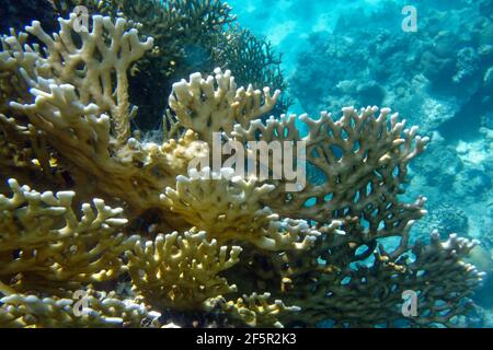 Feuerkoralle (Millepora dichotoma) im Roten Meer Stockfoto