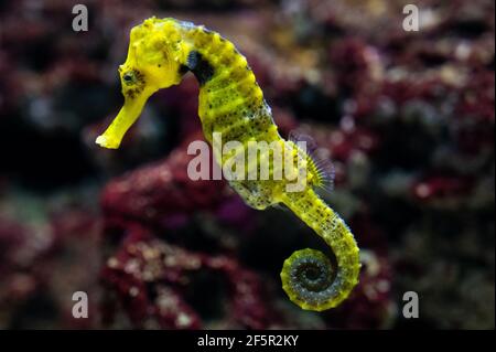 Madrid, Spanien. März 2021, 27th. Exemplar eines Langschnauzenpferdes (Hippocampus reidi), auch bekannt als schlankes Seepferdchen, abgebildet in seinem Gehege im Zoo Aquarium von Madrid. Der Zoo von Madrid hat heute einen großen Zustrom von Menschen registriert, da die Menschen die Gemeinschaft von Madrid nicht für die Osterferien aufgrund der Mobilitätseinschränkungen zwischen den spanischen Regionen, um die Ausbreitung des Coronavirus zu stoppen (COVID-19) verlassen können. Quelle: Marcos del Mazo/Alamy Live News Stockfoto