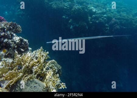 Blauspottfisch (Fistularia commersonii) im Roten Meer Stockfoto