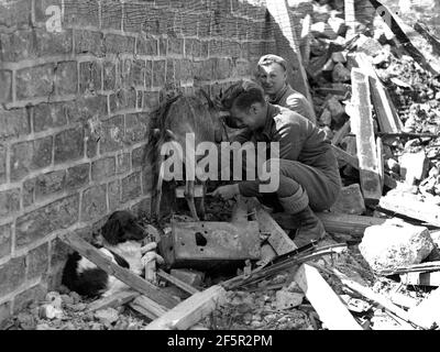 Alliierte Soldaten melkten eine Ziege unter einem bombardierten beschädigten Gebäude während des Zweiten Weltkriegs Stockfoto