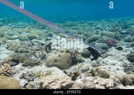 Blauspottfisch (Fistularia commersonii) im Roten Meer Stockfoto