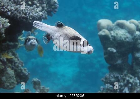 Maskierter Kugelfisch (Arothron diadematus) im Roten Meer Stockfoto