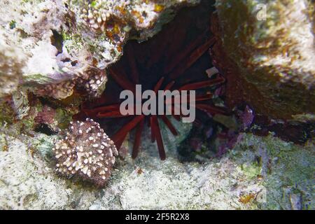 Schiefer-Seeigel (Heterocentrotus mamillatus) im Roten Meer Stockfoto