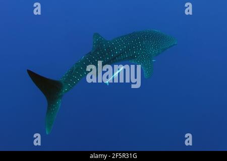 Walhai (Rhincodon typus) und sein Pilotfisch Live sharkssucker (Echeneis naucrates) im Roten Meer Stockfoto