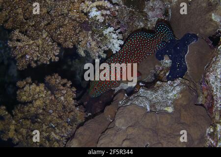 Korallenhinde (Cephalopholis miniata) im Roten Meer Stockfoto