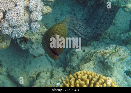 Riesenmoräne (Gymnothorax javanicus) im Roten Meer Stockfoto