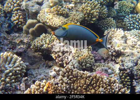 Orangespine-Einhornfisch (Naso lituratus) im Roten Meer Stockfoto