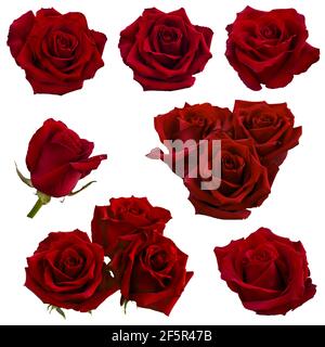 Collage aus roten Rosen isoliert auf weißem Hintergrund Stockfoto
