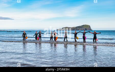 Eine Gruppe wilder Freiwasser-Schwimmerinnen in Neoprenanzügen betreten das Meer in einer Linie, West Bay, North Berwick, East Lothian, Schottland, VEREINIGTES KÖNIGREICH Stockfoto