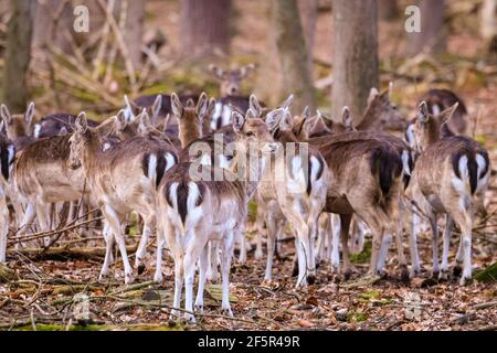 Dülmen, NRW, Deutschland. März 2021, 27th. Eine große Gruppe von Damhirschen (dama dama) Weibchen (does), scheuen Jungtieren und ein paar Männchen (Böcke) wandern an einem milden Frühlingsabend frei durch die Wälder des Dülmen Naturreservats. Kredit: Imageplotter/Alamy Live Nachrichten Stockfoto