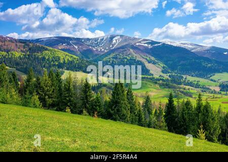 Atemberaubende Berglandschaft. Schöne alpine Natursicht mit Fichtenwald. Wiese auf dem Hügel. Flauschige Wolken auf einem blauen Himmel über der Ferne Stockfoto