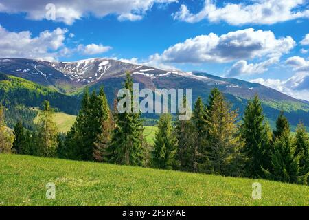 Atemberaubende Berglandschaft. Schöne alpine Natursicht mit Fichtenwald. Wiese auf dem Hügel. Flauschige Wolken auf einem blauen Himmel über der Ferne Stockfoto