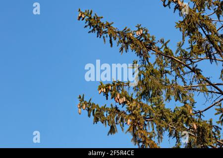 Viele lange Fichtenzapfen auf grünen Ästen gegen einen dichten blauen Himmel, Kopierraum. Stockfoto