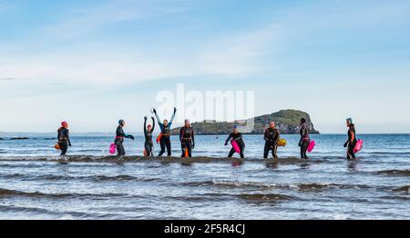 Eine Gruppe wilder Freiwasser-Schwimmerinnen in Neoprenanzügen betreten das Meer in einer Linie, West Bay, North Berwick, East Lothian, Schottland, VEREINIGTES KÖNIGREICH Stockfoto