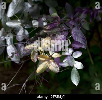 Spray Painted Flowers am Graffiti Highway in Centralia Pennsylvania Stockfoto