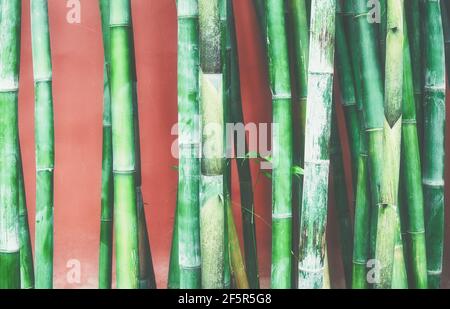 Bambusstiele gegen eine rote Wand, orientalischer Hintergrund, Farbtonung angewendet, selektiver Fokus. Stockfoto